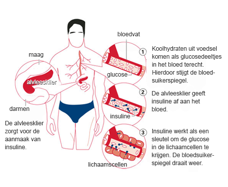 Glucose en insulinewerking bij een gezond persoon